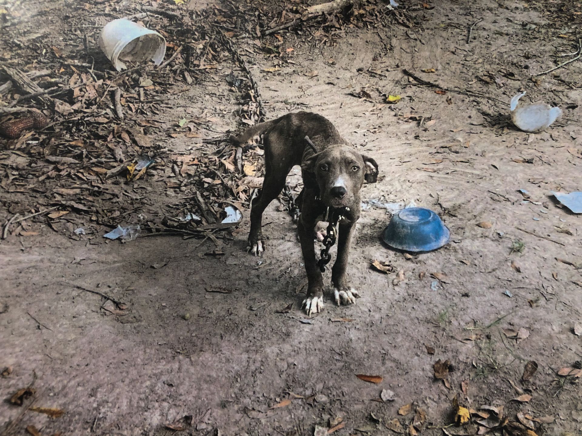 A dark-colored, thin dog stands chained in a dirt area littered with leaves, trash, and a blue bowl.
