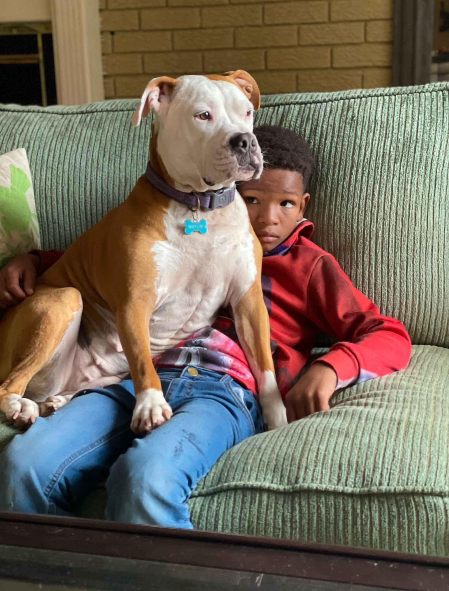 Woman stands with arms raised, showcasing five dog houses on a brick patio. A dog sits in front of the houses.