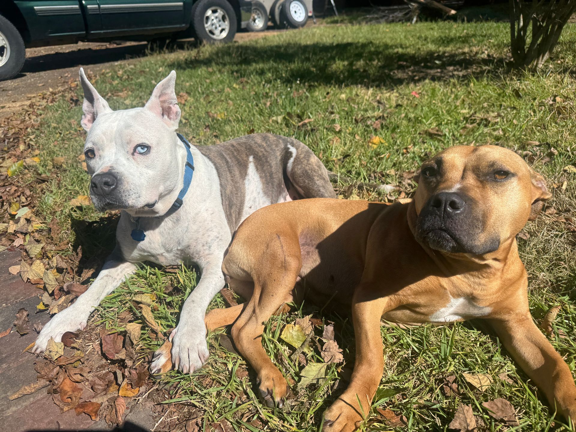 Woman exiting a van holding a leash; stacked pet carriers visible.