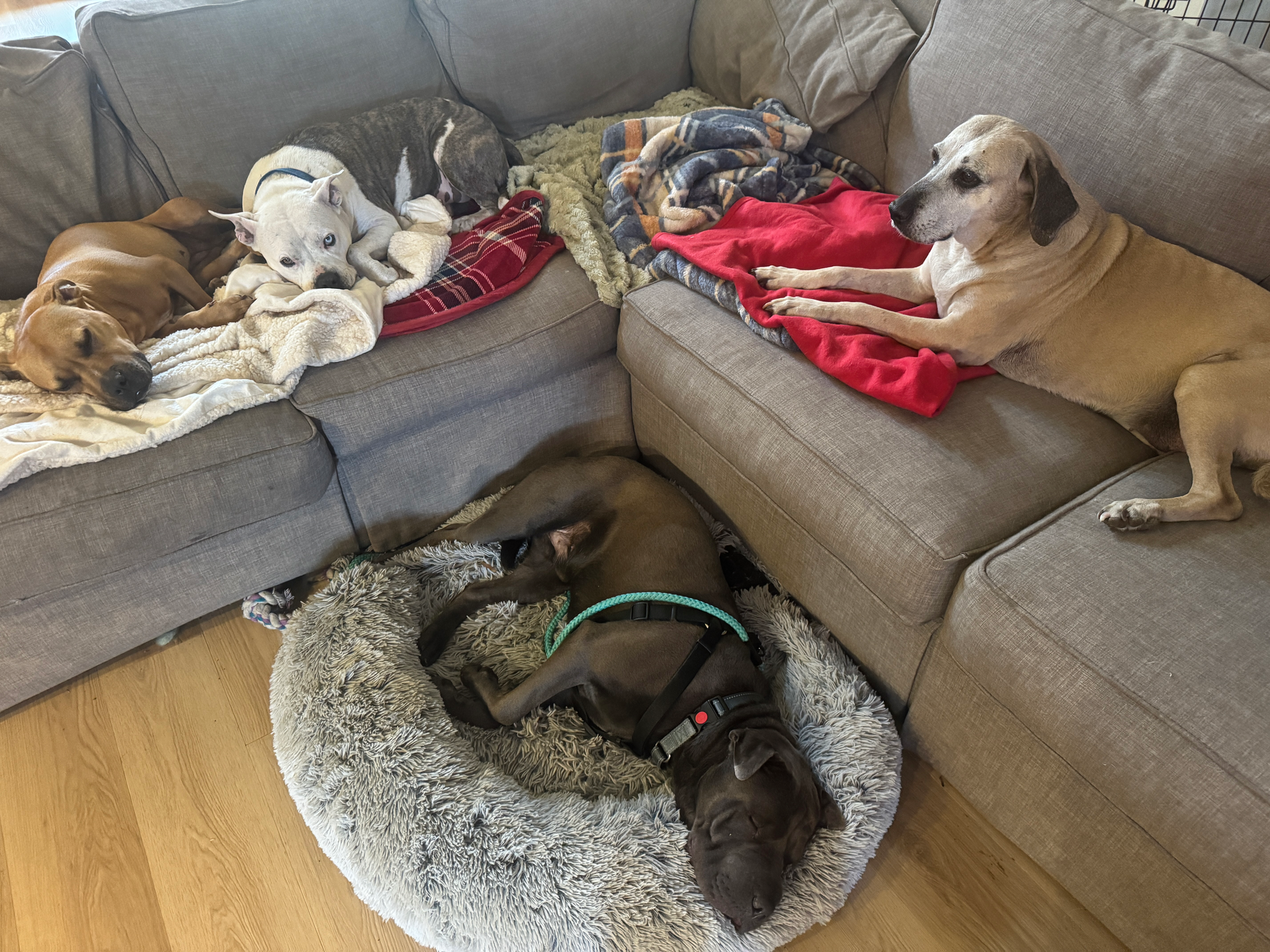 Four dogs lounging on a grey sectional sofa and a plush dog bed in a living room.