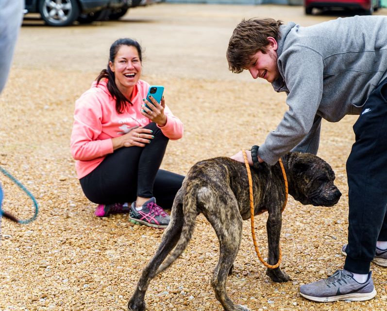 A person in a gray hoodie pets a brindle dog while another person in a pink hoodie sits nearby, filming with a phone.