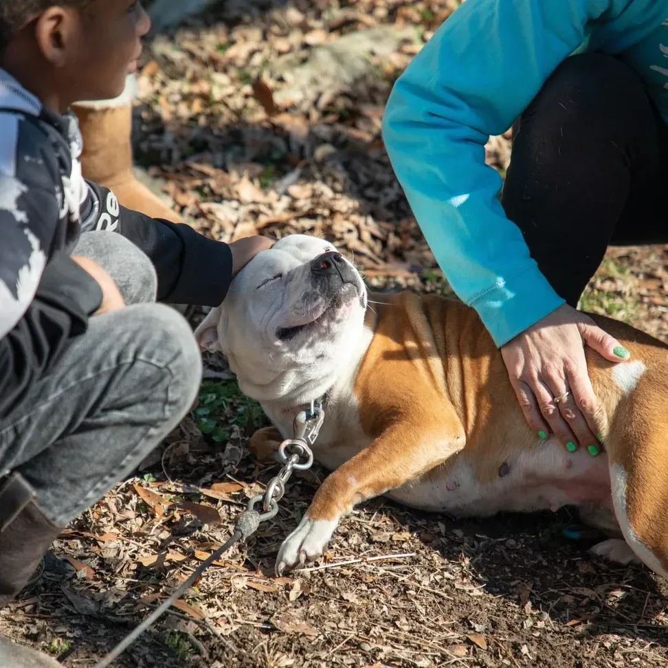 A person in a blue hoodie and a person in a black hoodie pet a happy, white and brown dog on a leash outdoors.