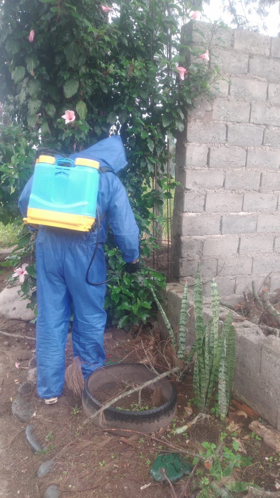 Un hombre con un mono azul está rociando plantas en un jardín.