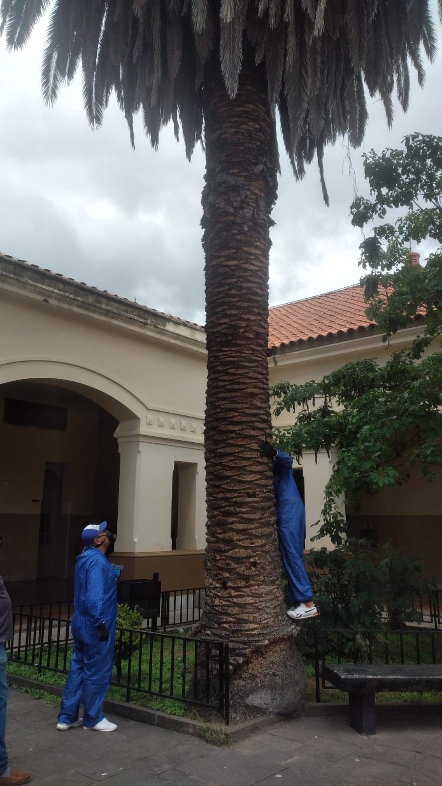 Un hombre con un traje azul está colgado de una palmera.