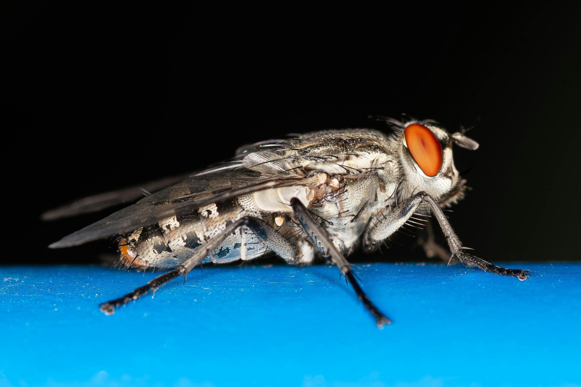 Un primer plano de una mosca sobre una superficie azul.
