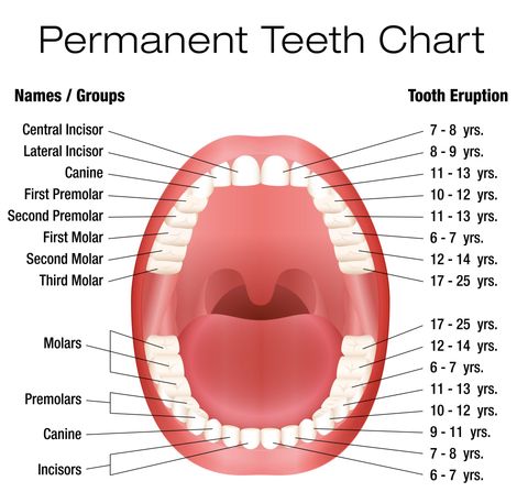 Permanent Teeth Chart by CP Family Dentistry