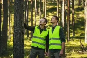 Two men in safety vests examine a tree in a sunlit forest.
