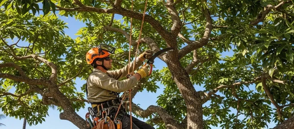 Certified arborist tree pruning Oahu