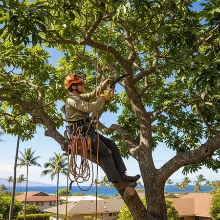 Certified arborist tree pruning Oahu