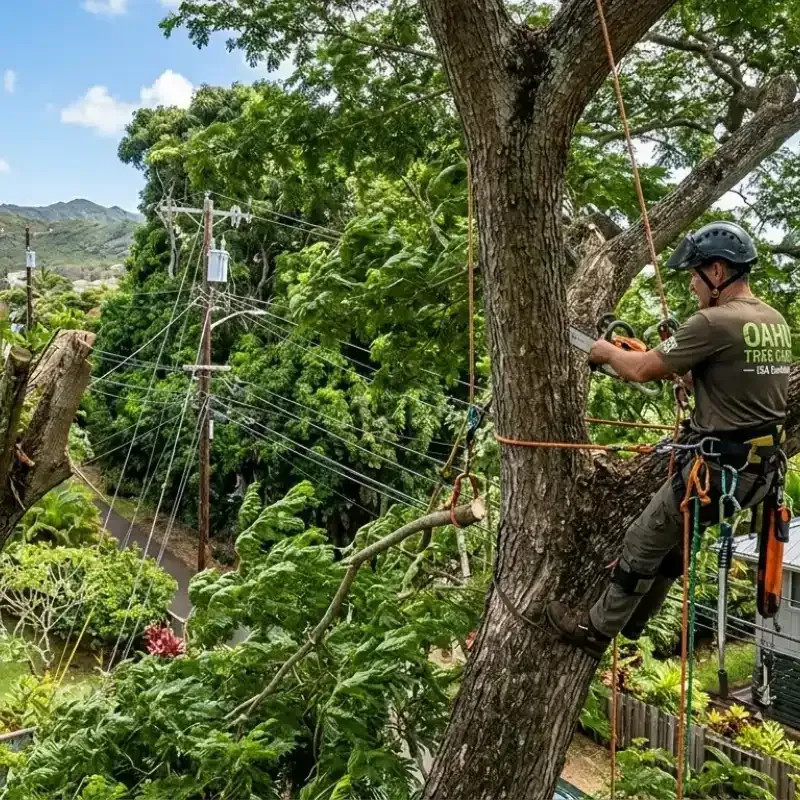 Experienced certified arborist pruning a monkeypod tree in Oahu, Hawaii, using safe tree trimming techniques suited for tropical weather and local tree growth patterns.