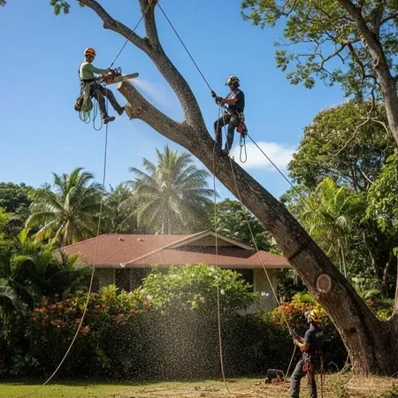High-risk hazardous tree removal Oahu professionals