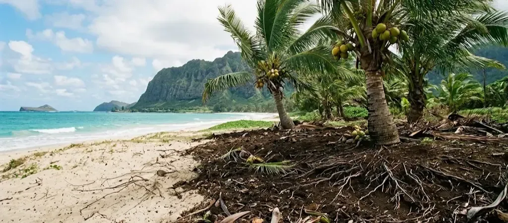 Oahu coconut trees healthy nutrient-rich soil