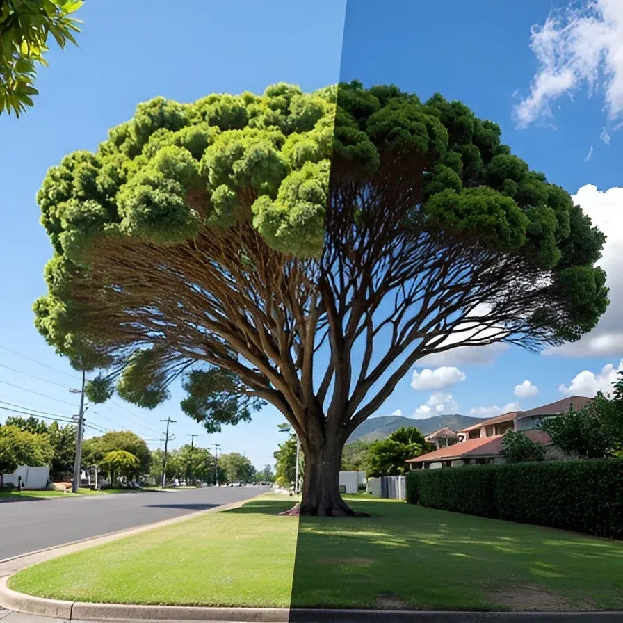 Professional Oahu tree trimming service experts