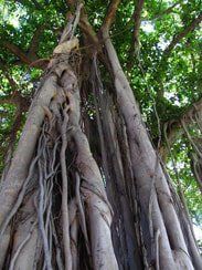 Banyan Tree in Oahu