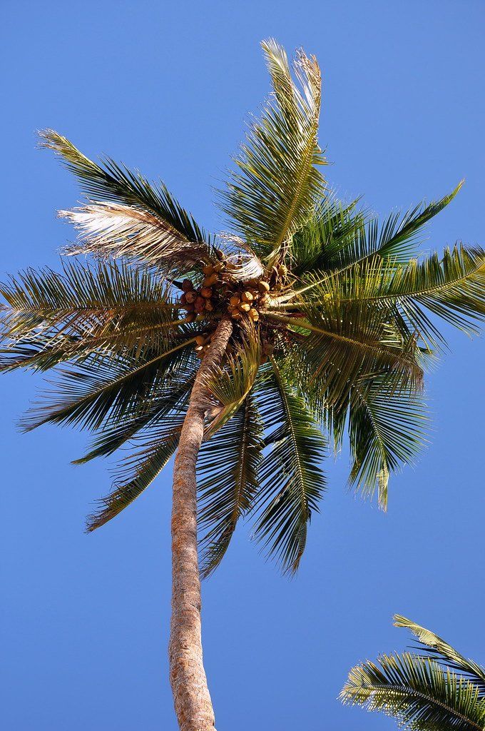 coconut tree in Oahu
