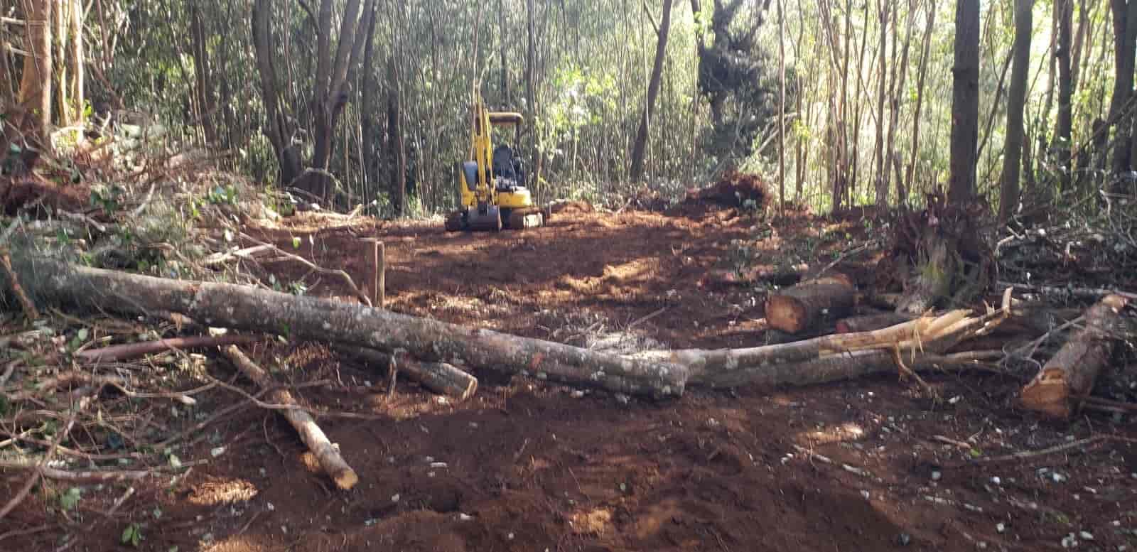 Oahu Tree Removal Crane
