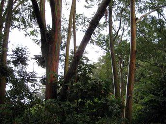Eucalyptus Tree in Oahu