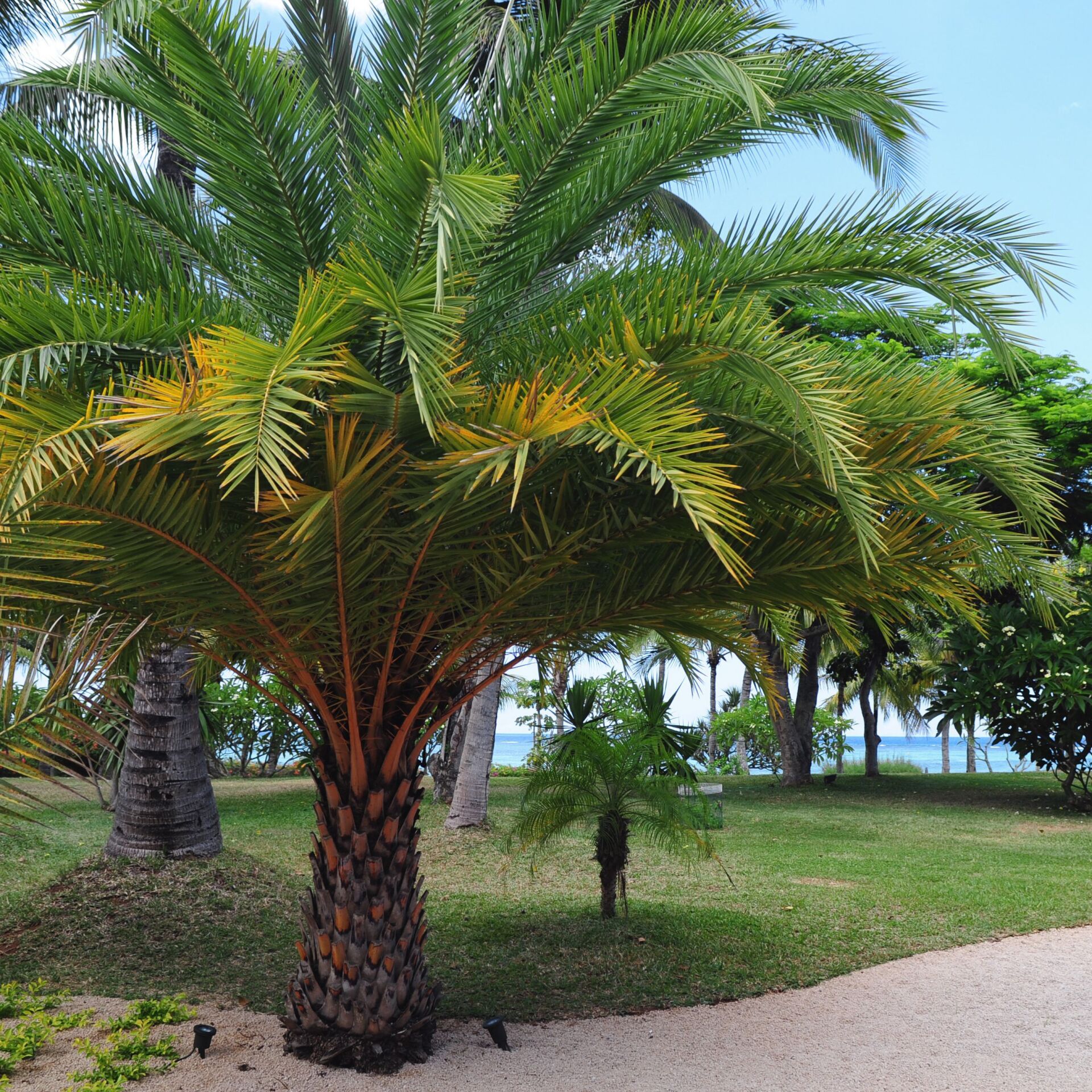 Oahu tree trimming palm tree service