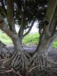 Hala Tree in Oahu