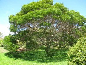 Koa Tree in Oahu