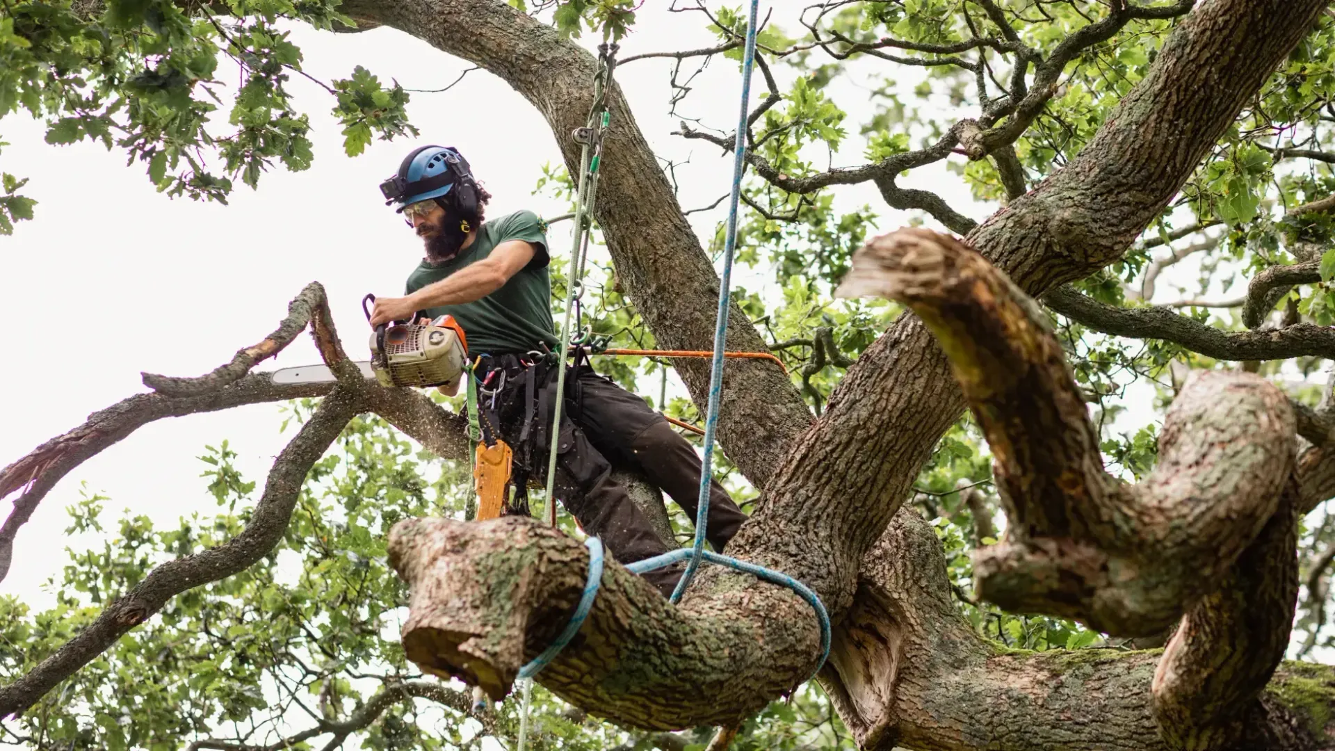 Oahu tree trimming palm tree service Tree trimming contractor providing tree service in Oahu, HI