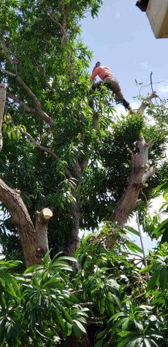 Oahu tree service crew in a tree