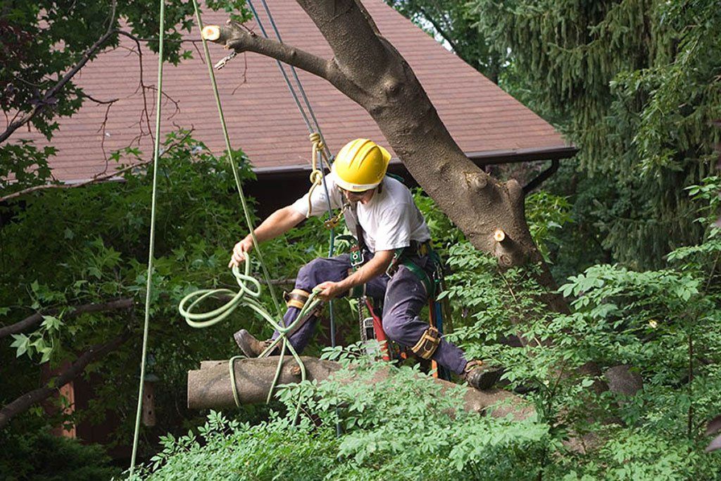 tying off a log from tree removal to dispose of