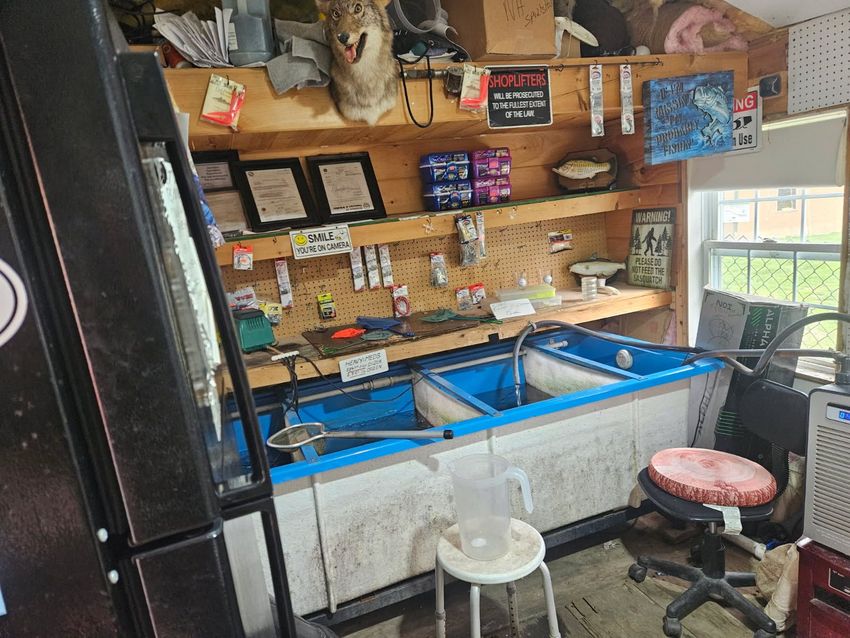 Small fish-cleaning room with a blue sink, red stool, and shelves of supplies by a window.