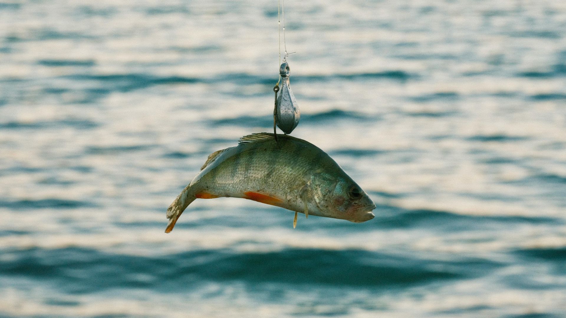 A fish leaping out of rippling water with a fishing lure above it