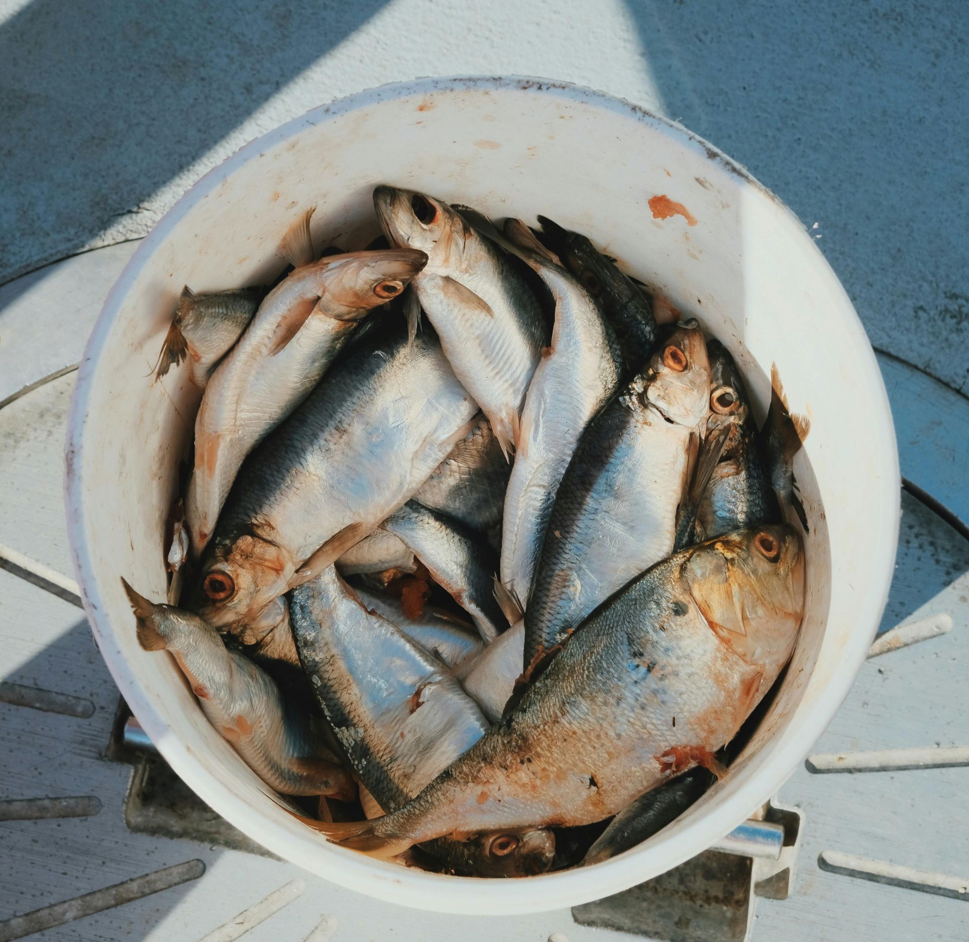 Bucket of freshly caught fish on a dock, viewed from above.