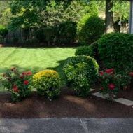 Well-manicured yard with bushes, rose bushes, green lawn, and mulch.
