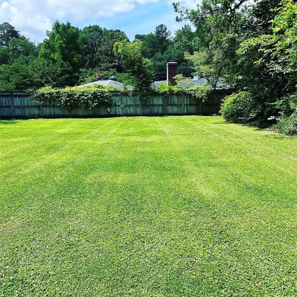 Green grassy backyard with a wooden fence and trees in the background under a blue sky.