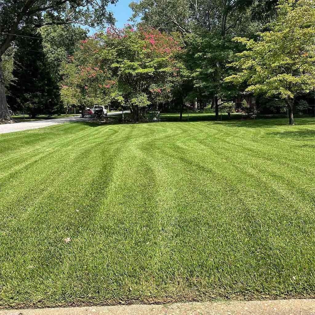 Green, mowed lawn with trees in the background under a blue sky; sunlight illuminates the scene.