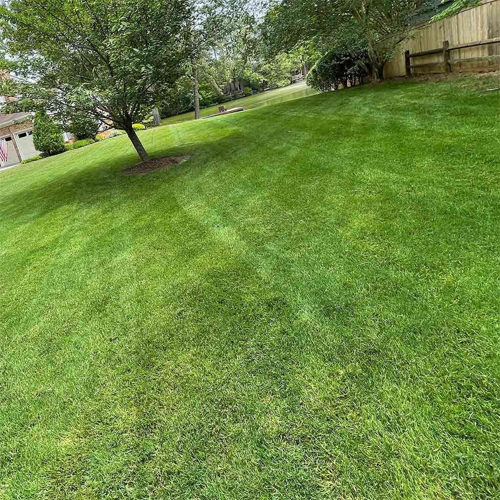 Green, grassy lawn on a slight incline with trees and a wooden fence in the background.