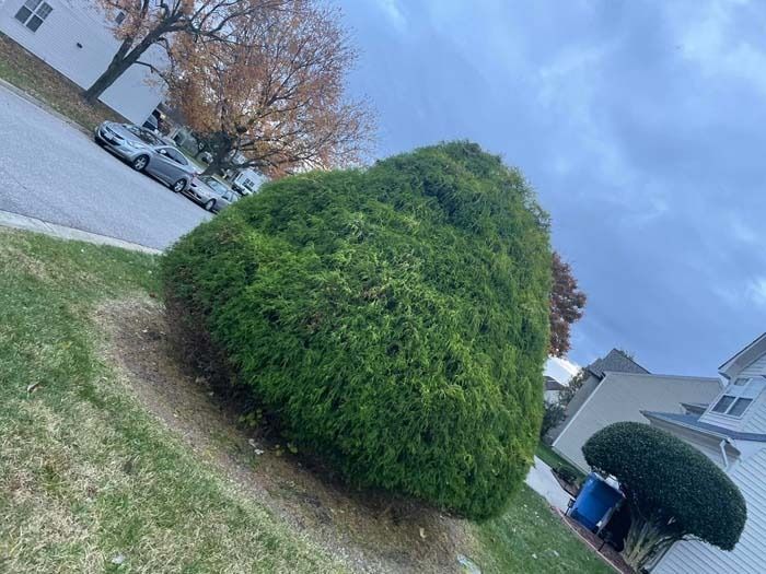 Large, trimmed green bush on a grassy lawn with a street and parked cars in the background under a cloudy sky.