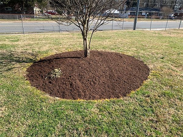 Tree surrounded by a circular bed of brown mulch in a grassy area, with a fence and road in the background.