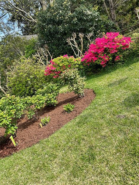 Sloped hillside garden with blooming pink and green azalea bushes. Brown mulch and green grass.