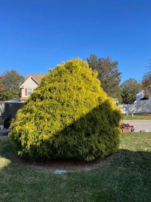 Bright yellow-green bush, partially in shadow, against a blue sky, in a residential yard.