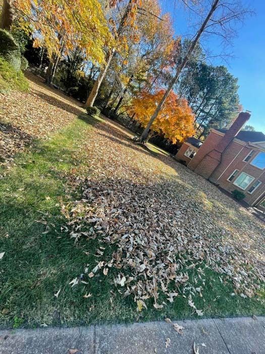 Grassy yard covered in fallen leaves; trees with colorful foliage, brick house in background.