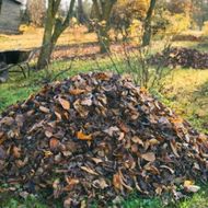 Pile of brown autumn leaves in a grassy yard, with a wheelbarrow and trees in the background.