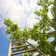 Wooden ladder reaching up into a leafy tree against a partly cloudy blue sky.