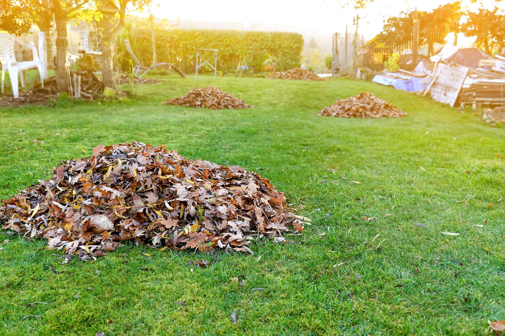 Piles of fallen brown leaves on a green grassy lawn, with sunlight in the background.