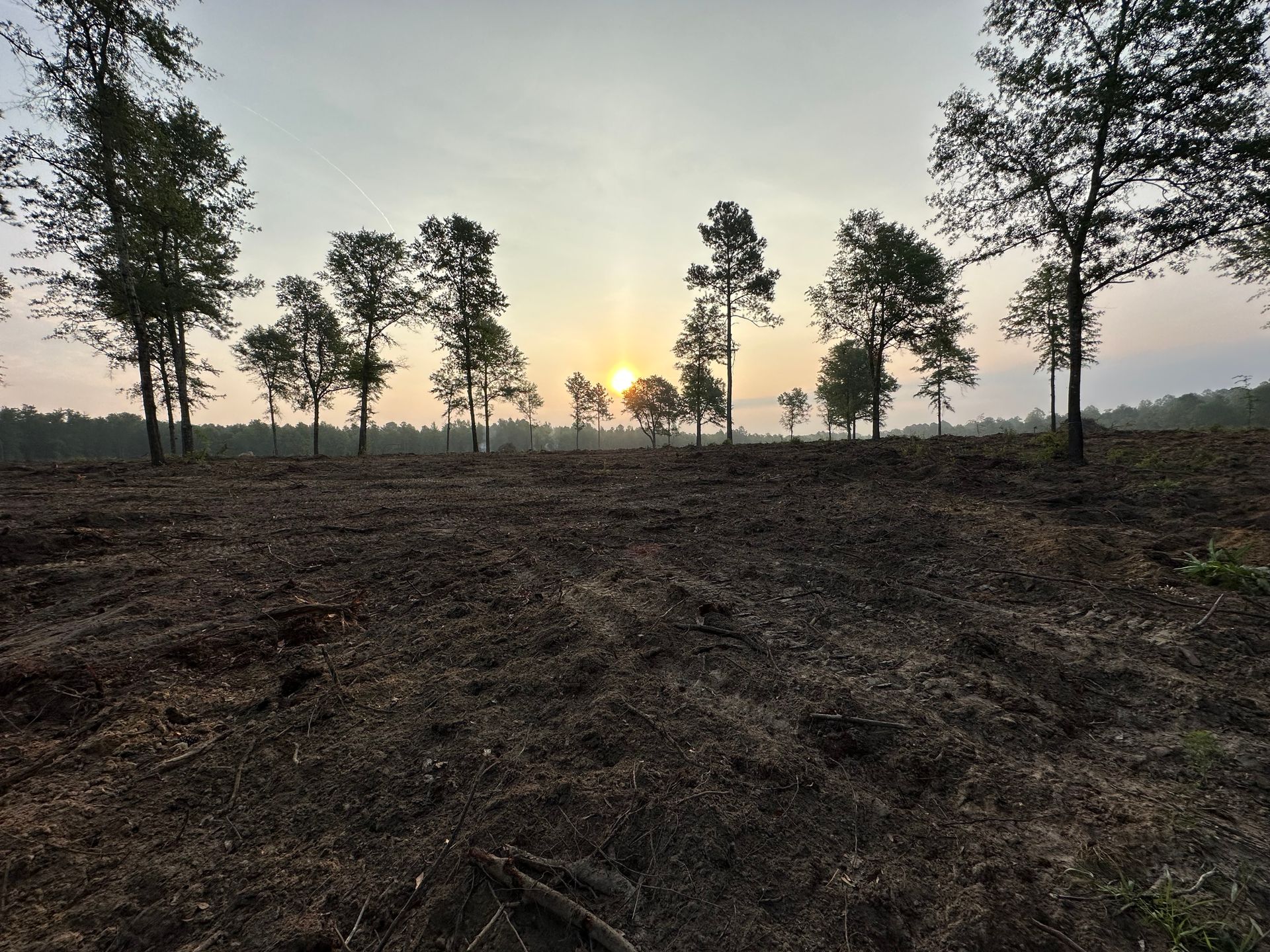 The sun is setting behind a row of trees in a field.
