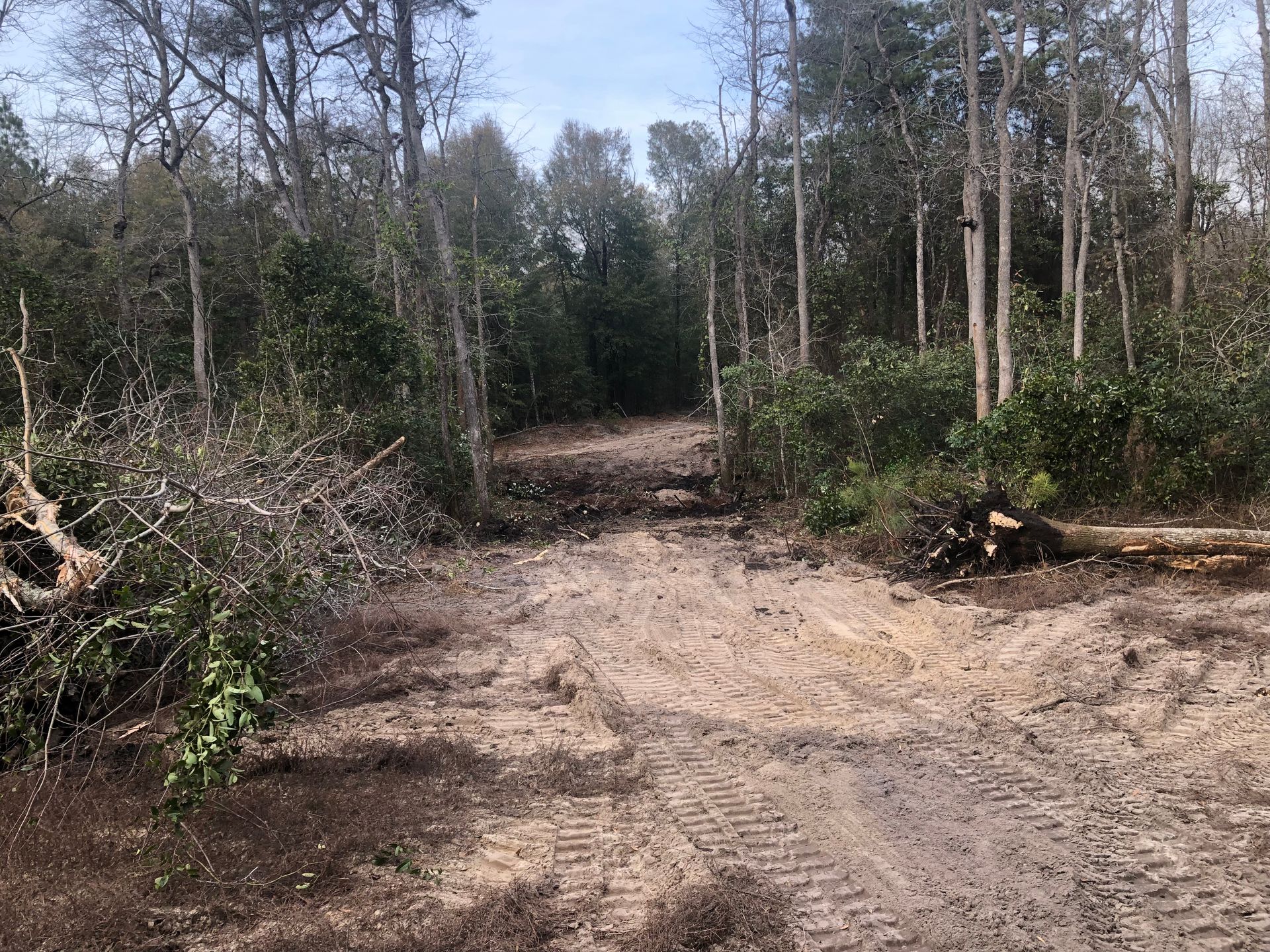 A dirt road in the middle of a forest with trees in the background.
