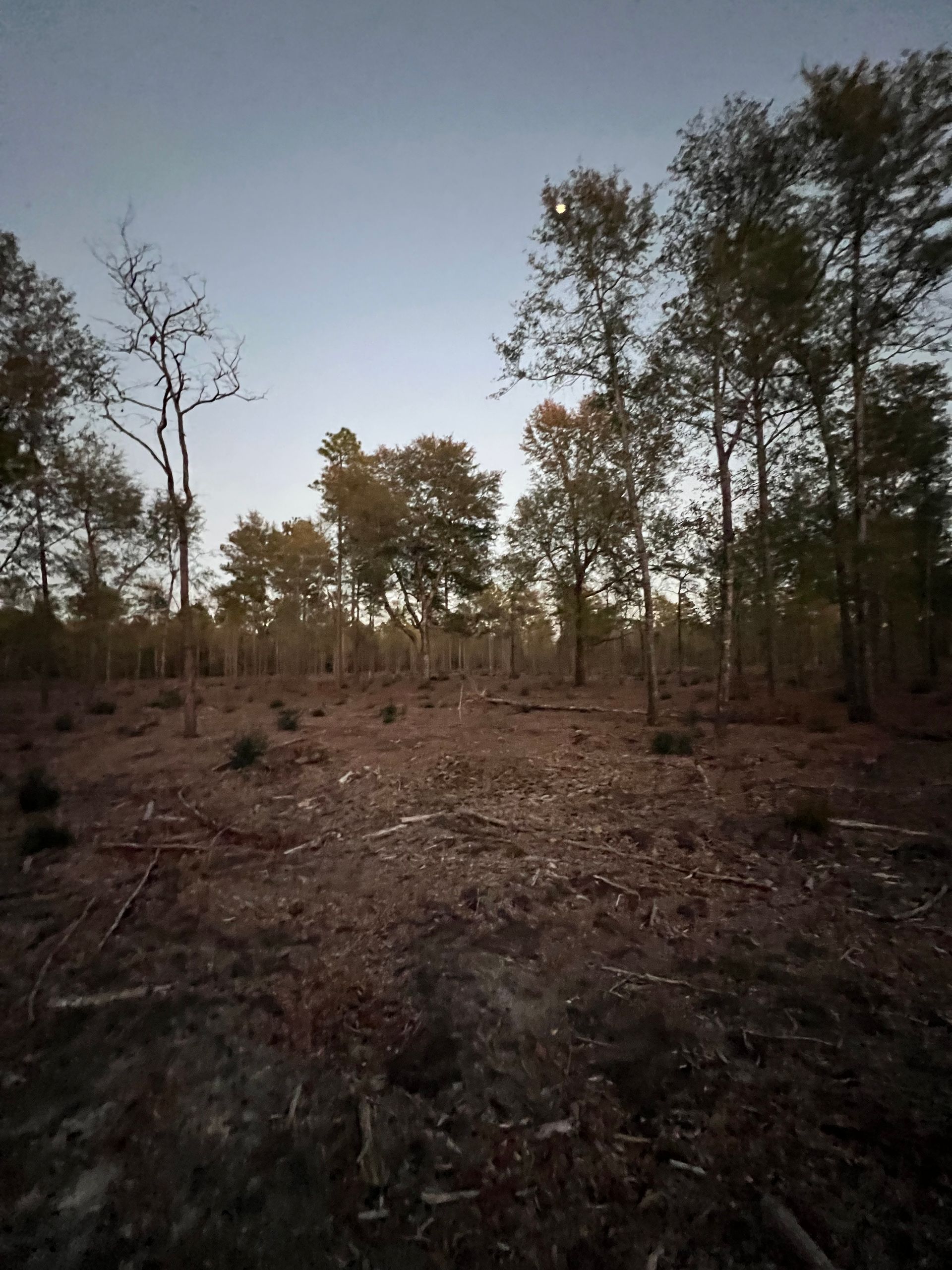 A field with trees in the background and a blue sky in the background