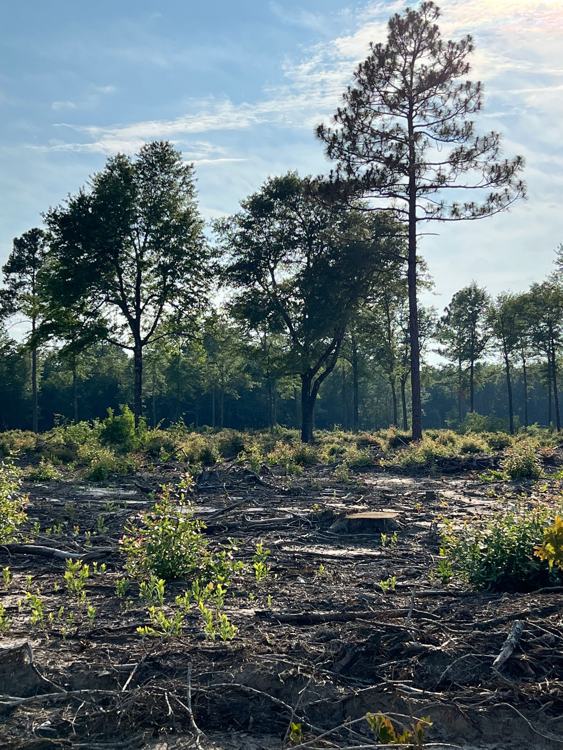 A field of trees with a blue sky in the background