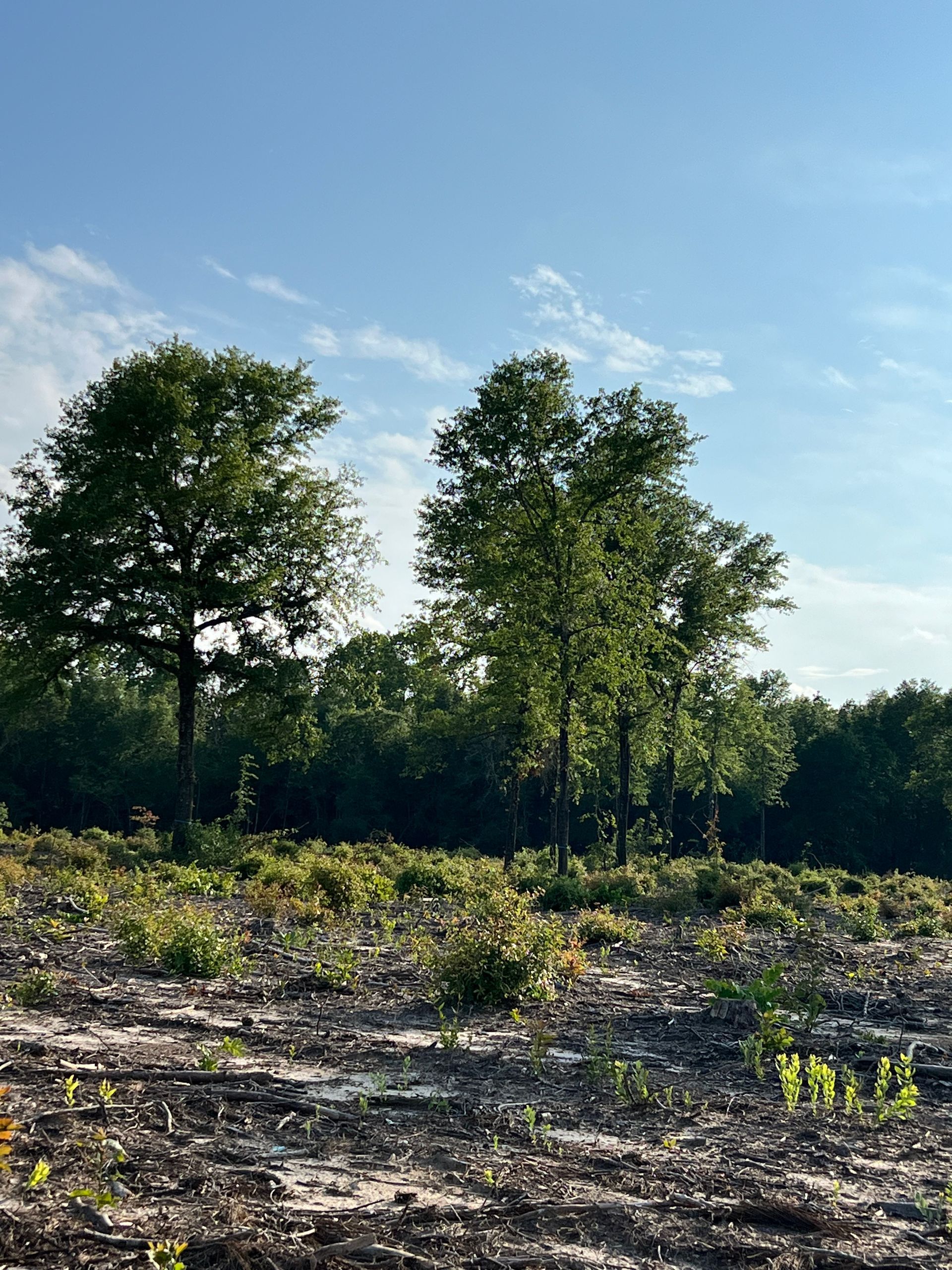 Trees in a field with a blue sky in the background