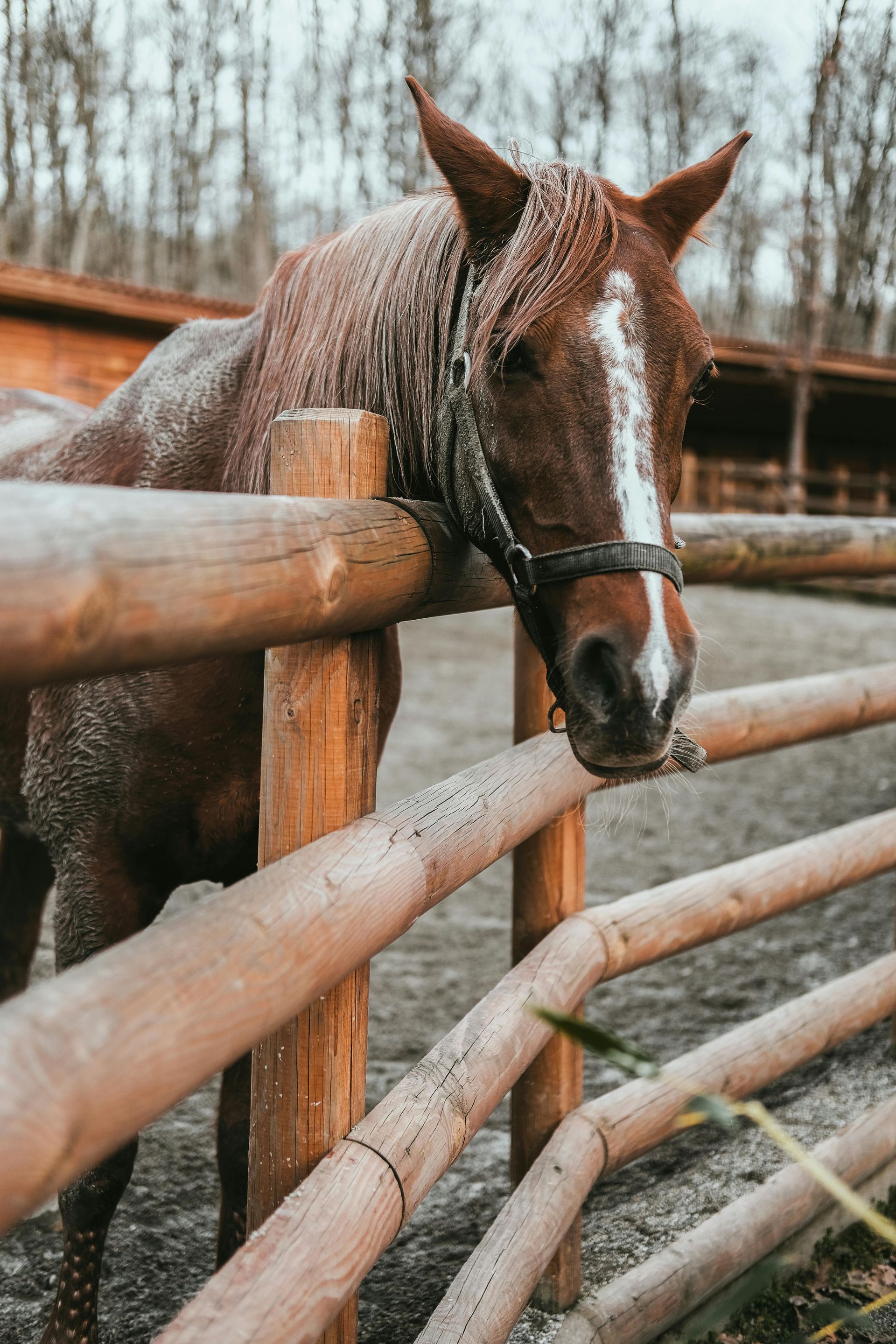 A brown horse is leaning against a wooden fence.