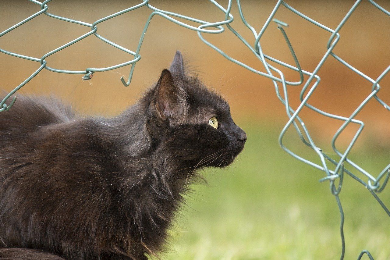 zwarte langhaar kat onder opengeknipt hekwerk