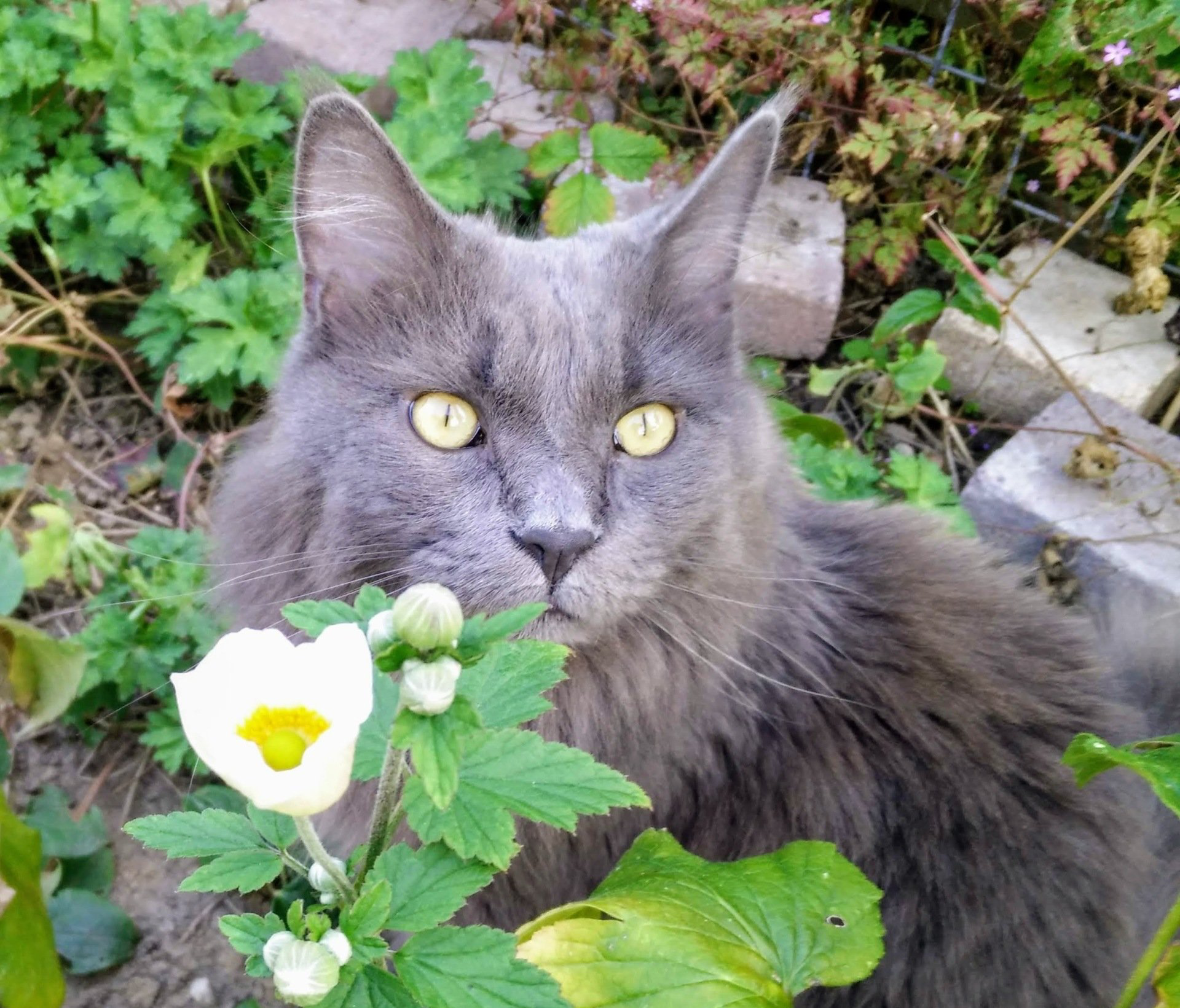 Portret van grijze kat met gele ogen in tuin